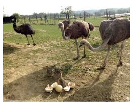 Na pštrosí farmě najdete pštrosy emu, nandu, kozy a ovce a prodejnu produktů ze pštrosího masa. Na děti zde čeká dětské hřiště, kolotoč a houpačky.